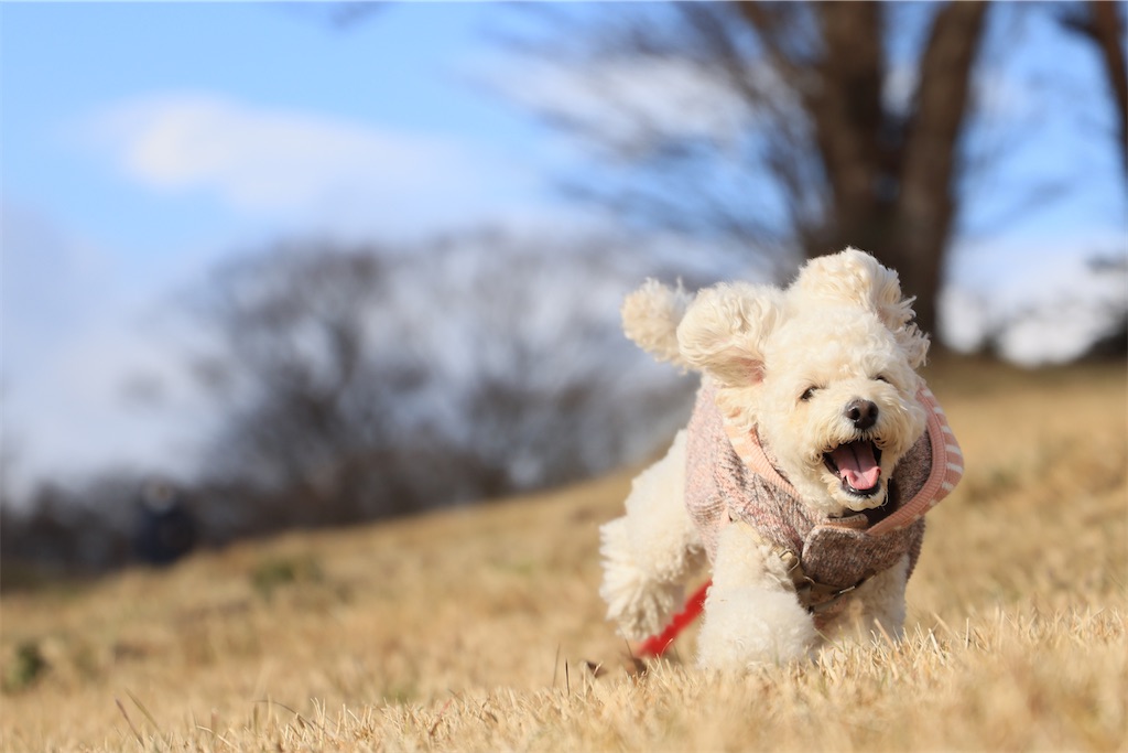 f:id:AKARI_PAPA:20230118230018j:image