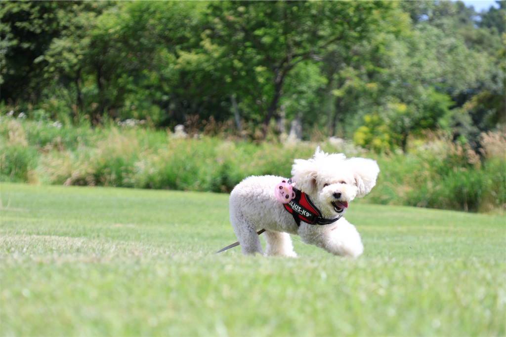 f:id:AKARI_PAPA:20230118230024j:image