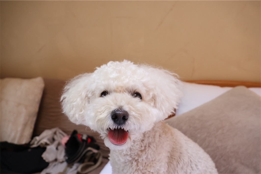 f:id:AKARI_PAPA:20230118230027j:image