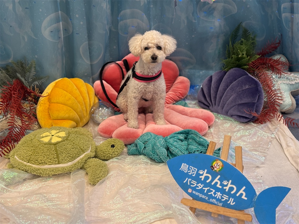 f:id:AKARI_PAPA:20251101195255j:image f:id:AKARI_PAPA:20251101195255j:image