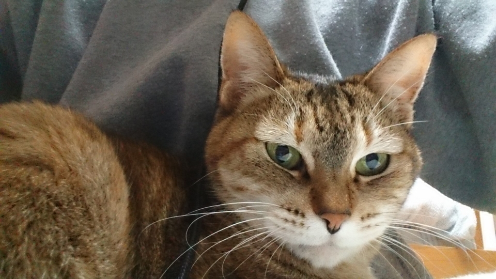 f:id:AKI1200:20180121185650j:plain f:id:AKI1200:20180121185650j:plain