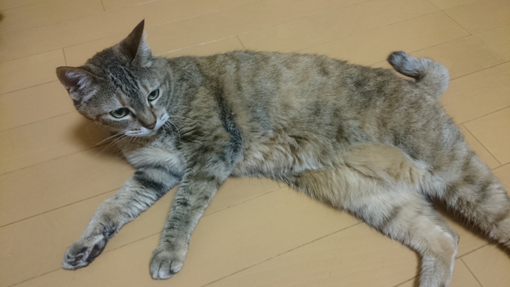 f:id:AKI1200:20180602194123j:plain