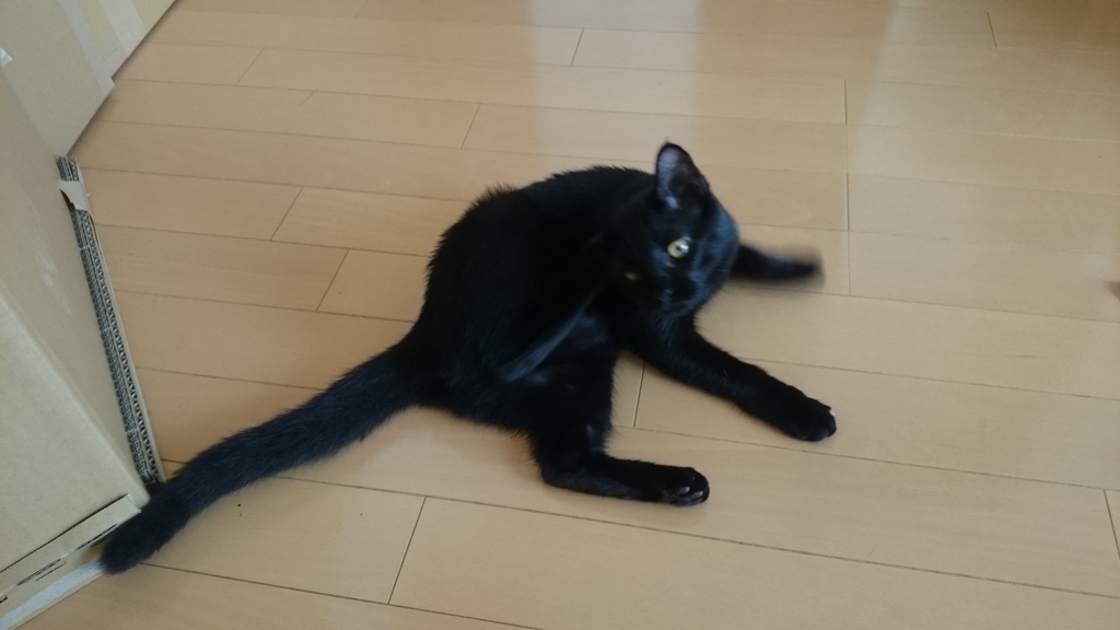 f:id:AKI1200:20180909140119j:plain