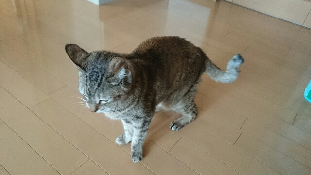 f:id:AKI1200:20190222124822j:image