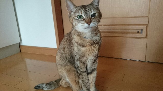 f:id:AKI1200:20190227125000j:image