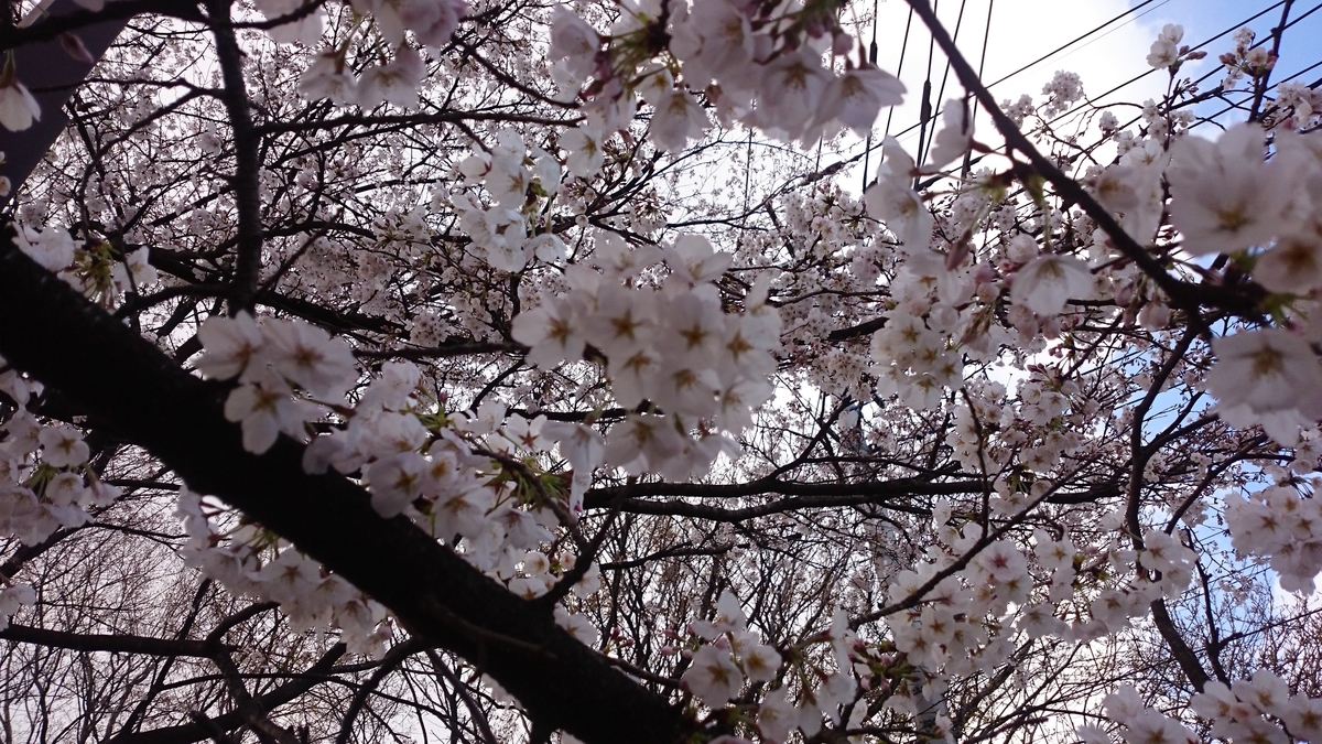 f:id:AKI1200:20190331191950j:plain f:id:AKI1200:20190331191950j:plain