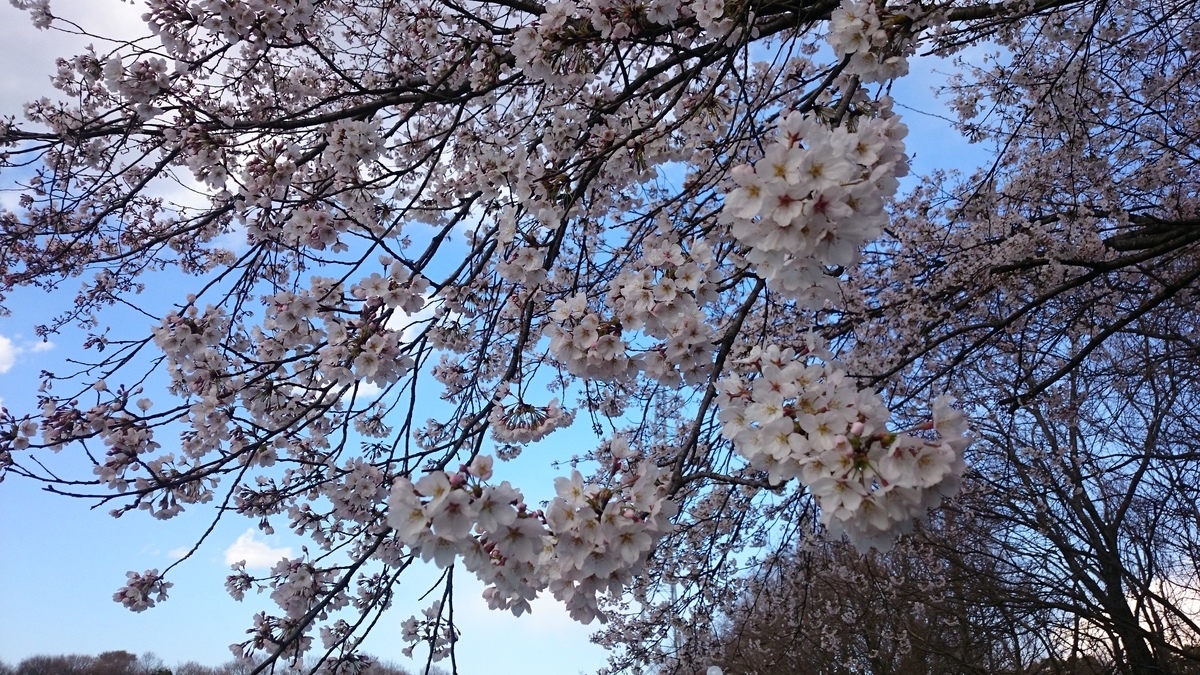 f:id:AKI1200:20190331193838j:plain f:id:AKI1200:20190331193838j:plain
