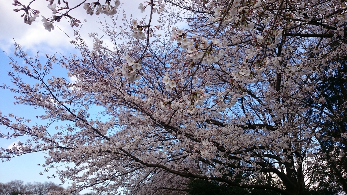 f:id:AKI1200:20190331194318j:plain f:id:AKI1200:20190331194318j:plain