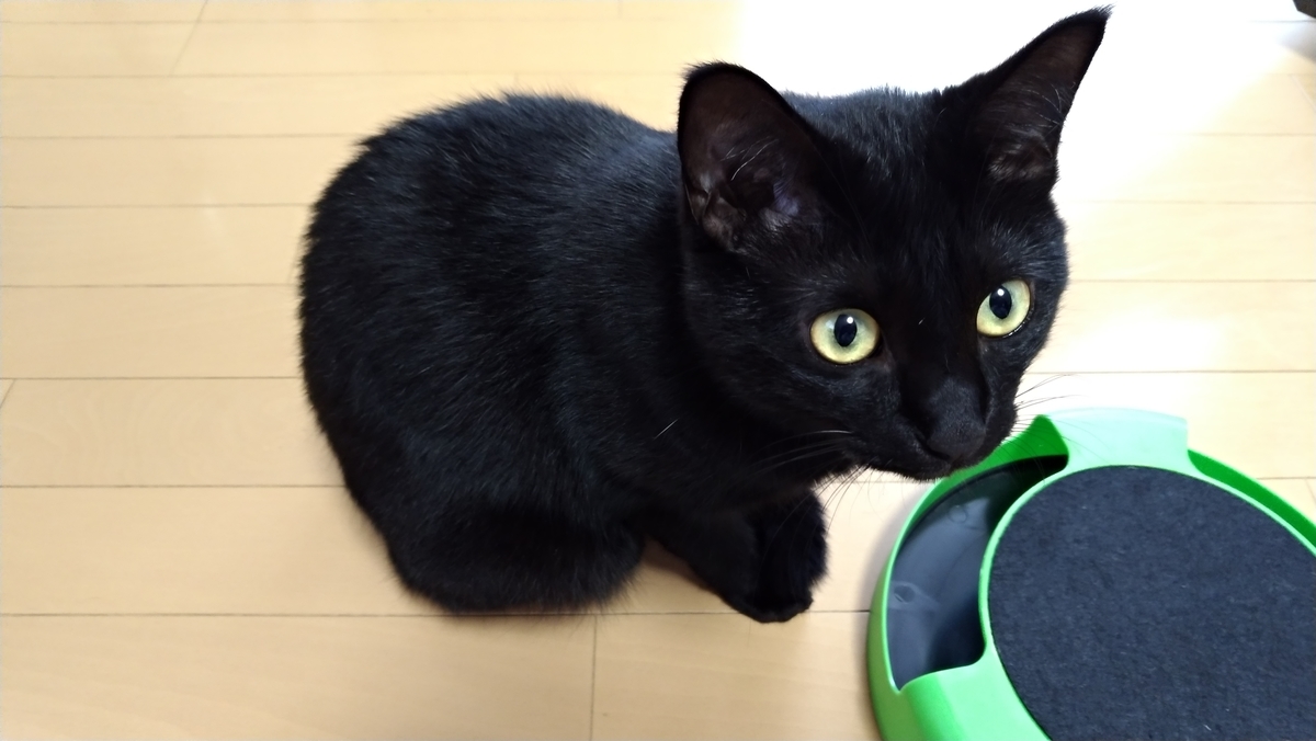 f:id:AKI1200:20191018112418j:plain f:id:AKI1200:20191018112418j:plain