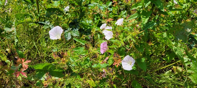 f:id:AKI1200:20230601130819j:image