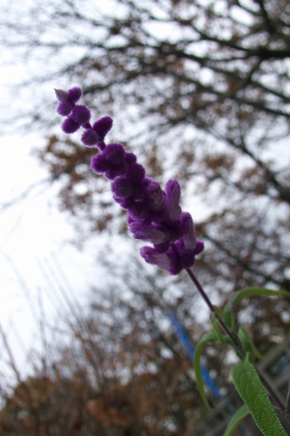 f:id:ALDH:20091124154801j:image:w420