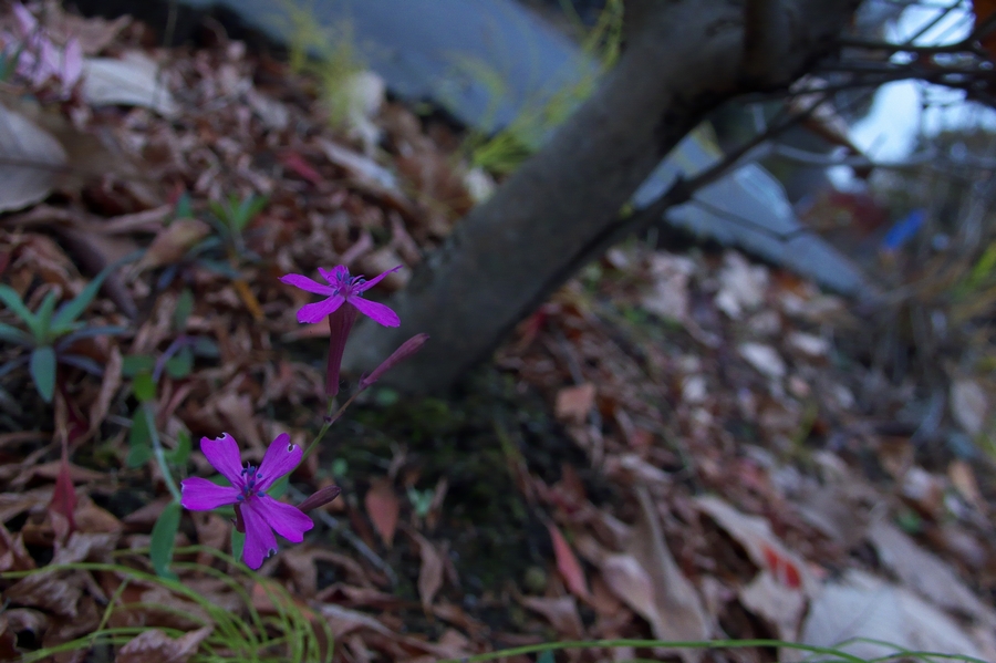 f:id:ALDH:20091124154943j:image:w660