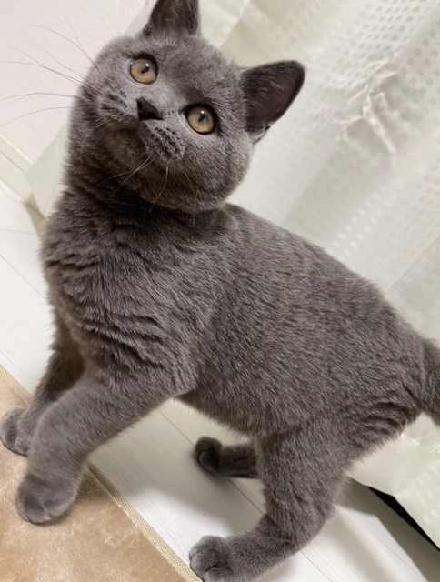 f:id:ALI-KOBE:20210612163454j:plain