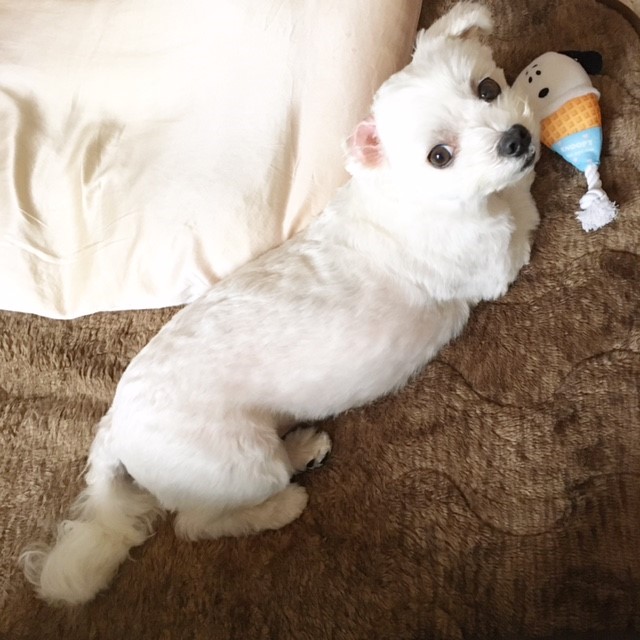 f:id:ALI-KOBE:20210629175522j:plain