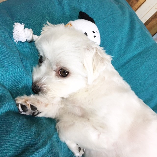 f:id:ALI-KOBE:20210629175546j:plain