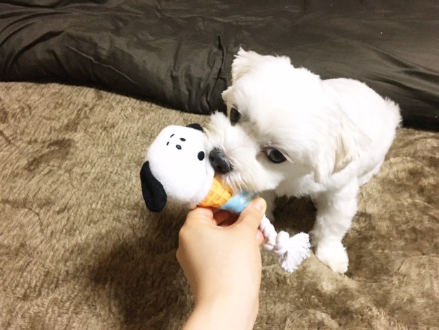 f:id:ALI-KOBE:20210629175745j:plain