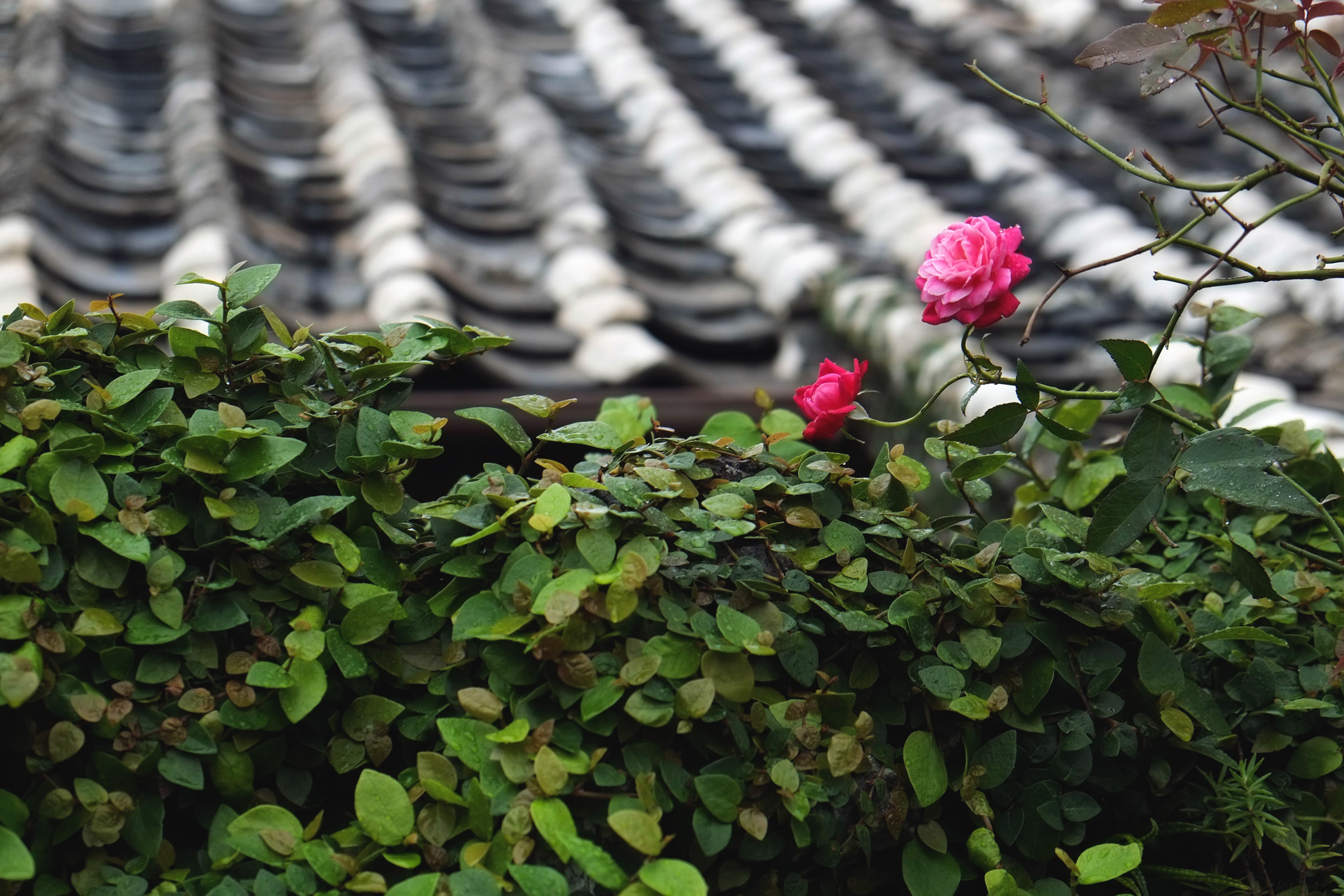 f:id:ALNEA:20191114182826j:plain