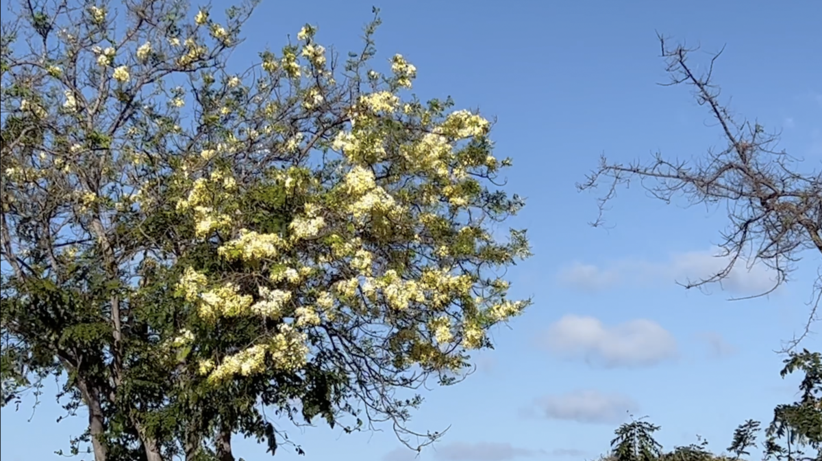 オアフ島 今年のシャワーツリー Aloha Life By Umi オアフ島 今年のシャワーツリー Aloha Life By Umi