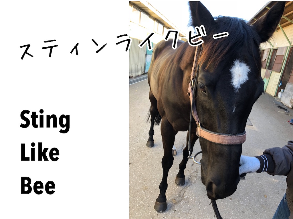 今日も明日も愛馬が出走 Sting Like Bee 今日も明日も愛馬が出走 Sting Like Bee