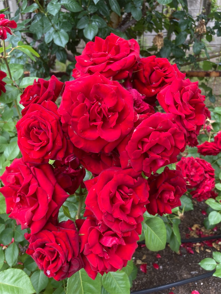 f:id:AMATA:20230526010127j:image