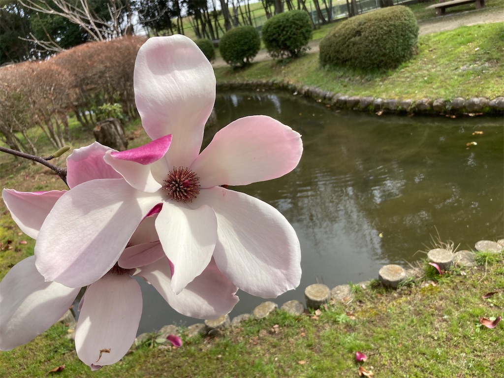 f:id:AMATA:20240330223521j:image