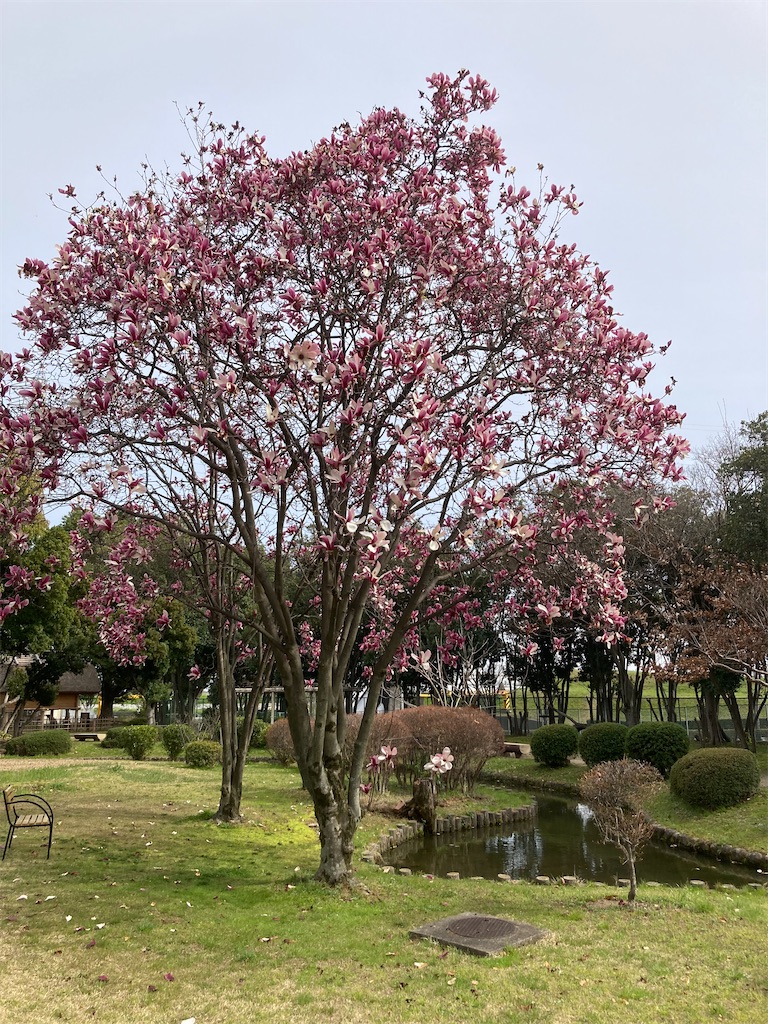 f:id:AMATA:20240330223529j:image