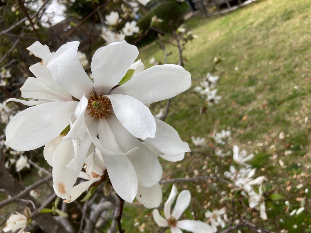 f:id:AMATA:20240330223532j:image