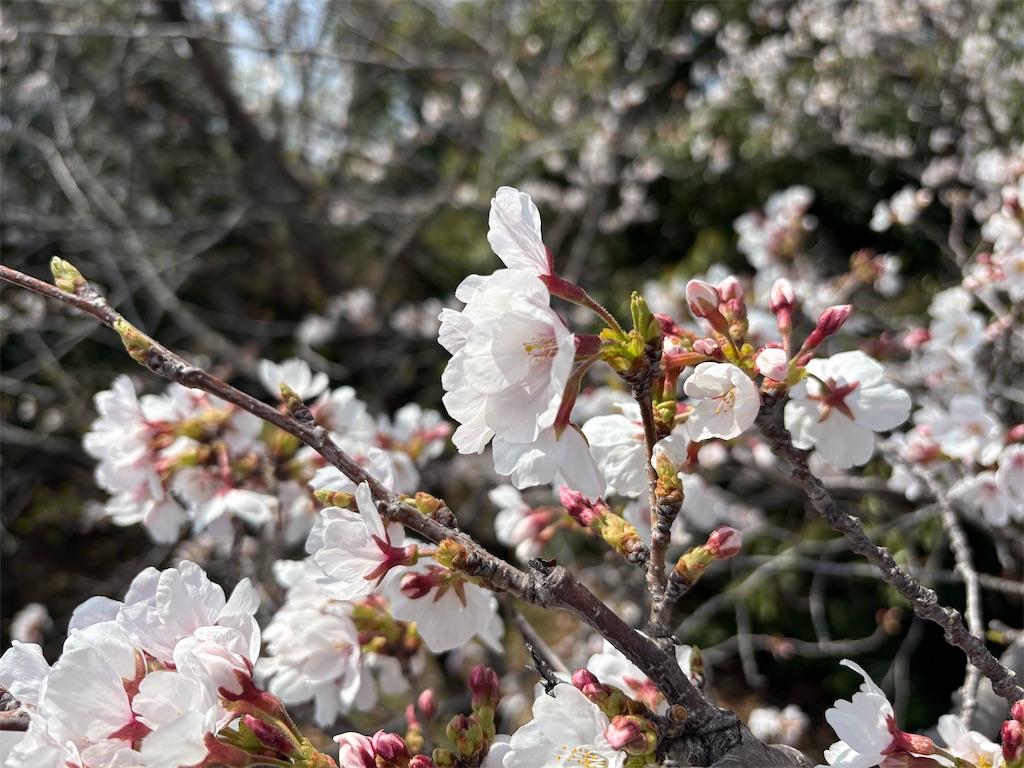 f:id:AMATA:20250405211904j:image