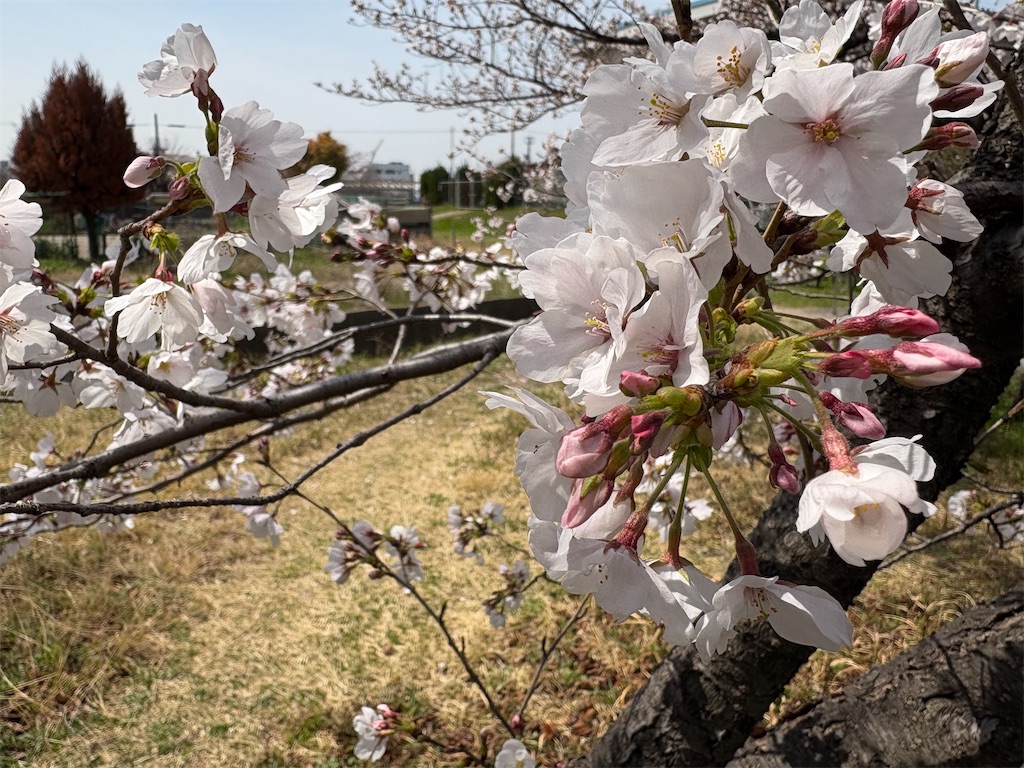 f:id:AMATA:20250405212010j:image
