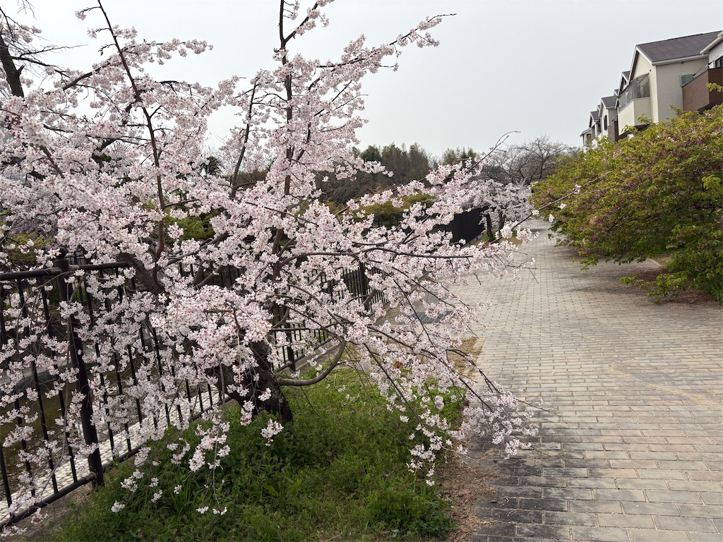 f:id:AMATA:20260503172349j:image