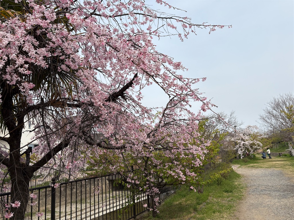 f:id:AMATA:20260503172402j:image
