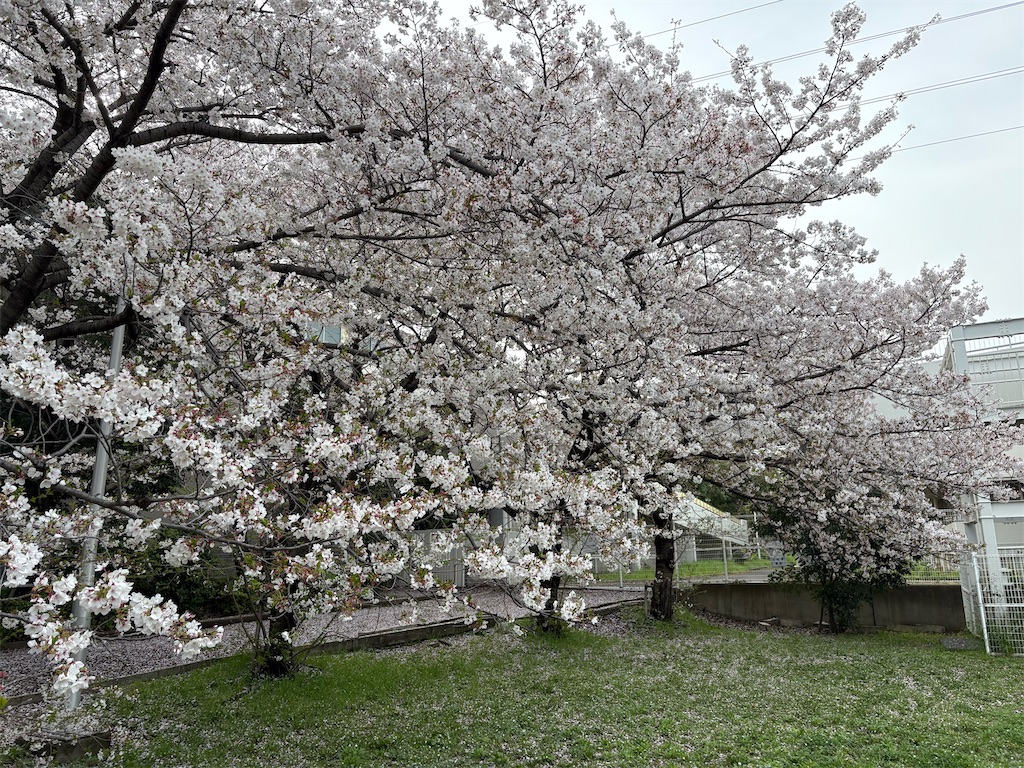 f:id:AMATA:20260503173546j:image