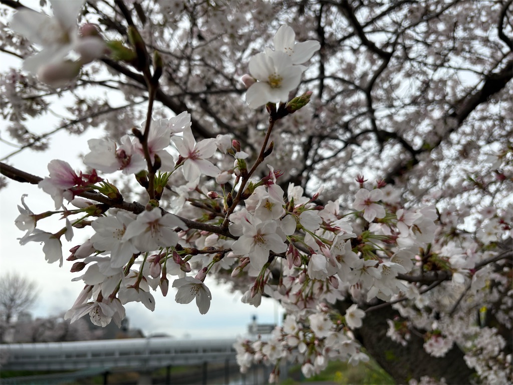 f:id:AMATA:20260503173658j:image