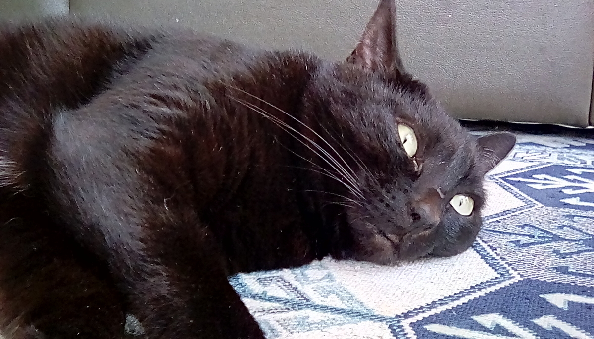 黒猫ジジ 目やに 右眼 黒猫と三毛猫