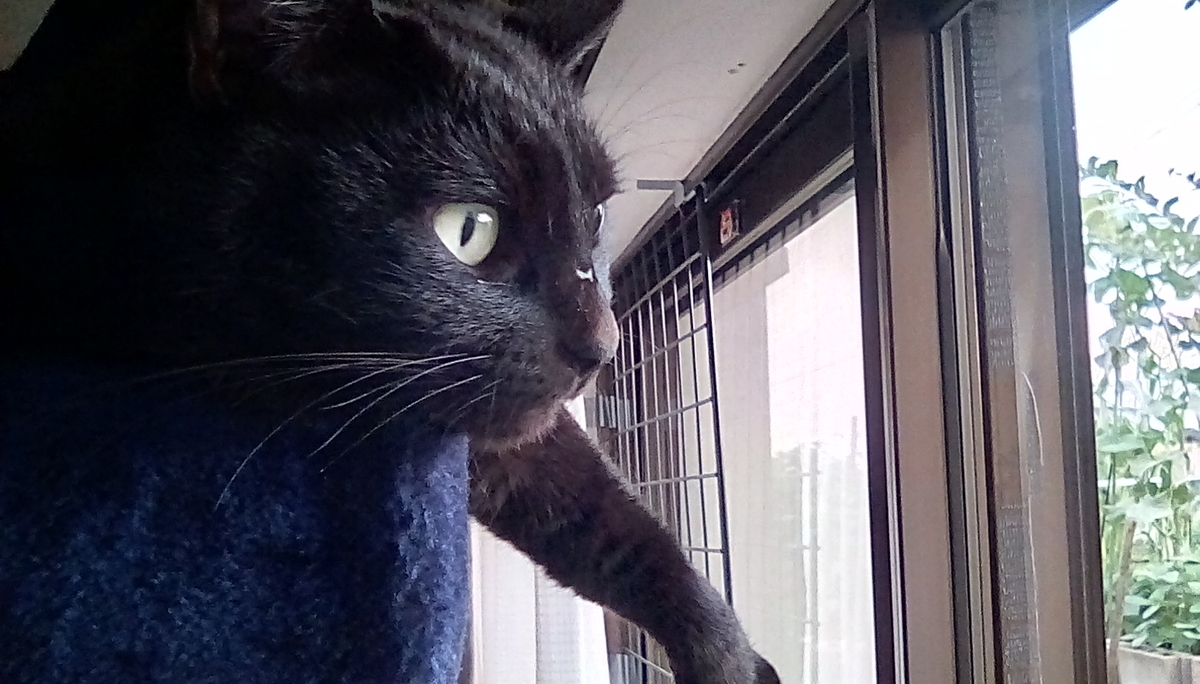 外を見る猫 黒猫と三毛猫