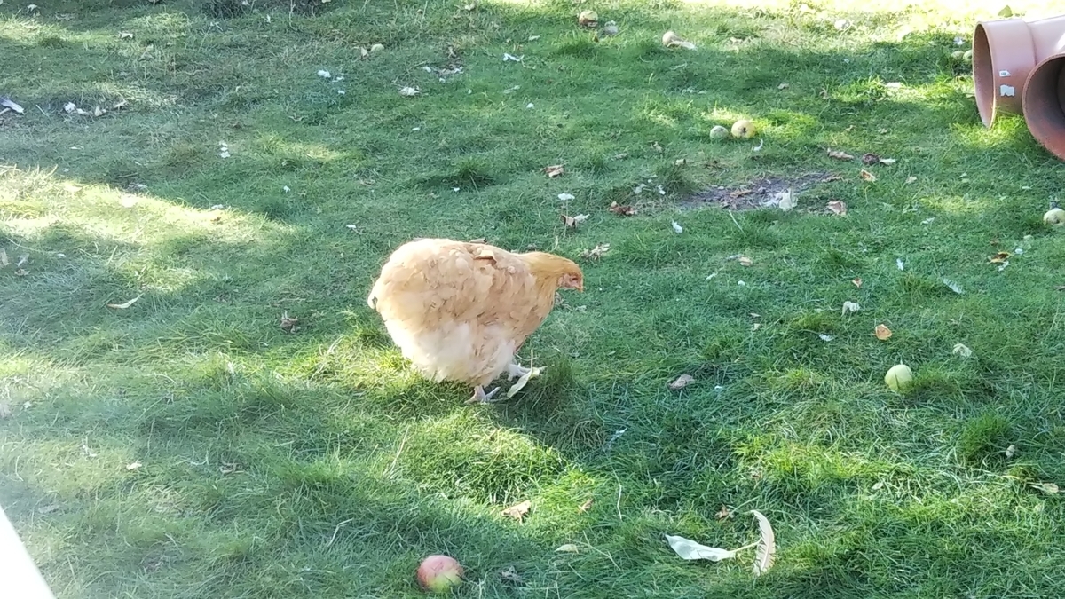 f:id:AMYP:20190922060202j:plain