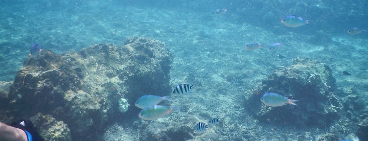 吉野海岸の透き通った海中で見る魚影