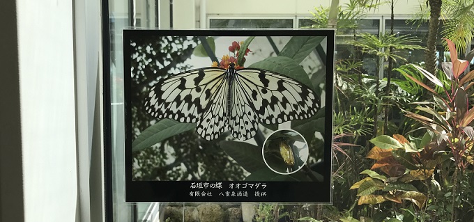石垣空港のオオゴマダラ