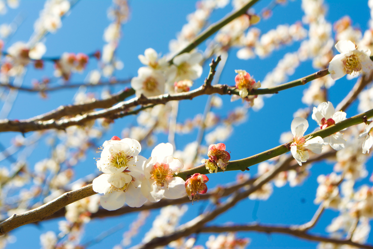 f:id:ANGLECAT:20190404161908j:plain f:id:ANGLECAT:20190404161908j:plain