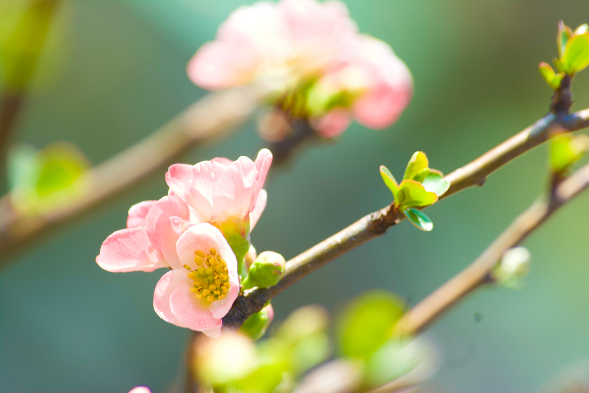 f:id:ANGLECAT:20190411194131j:plain f:id:ANGLECAT:20190411194131j:plain