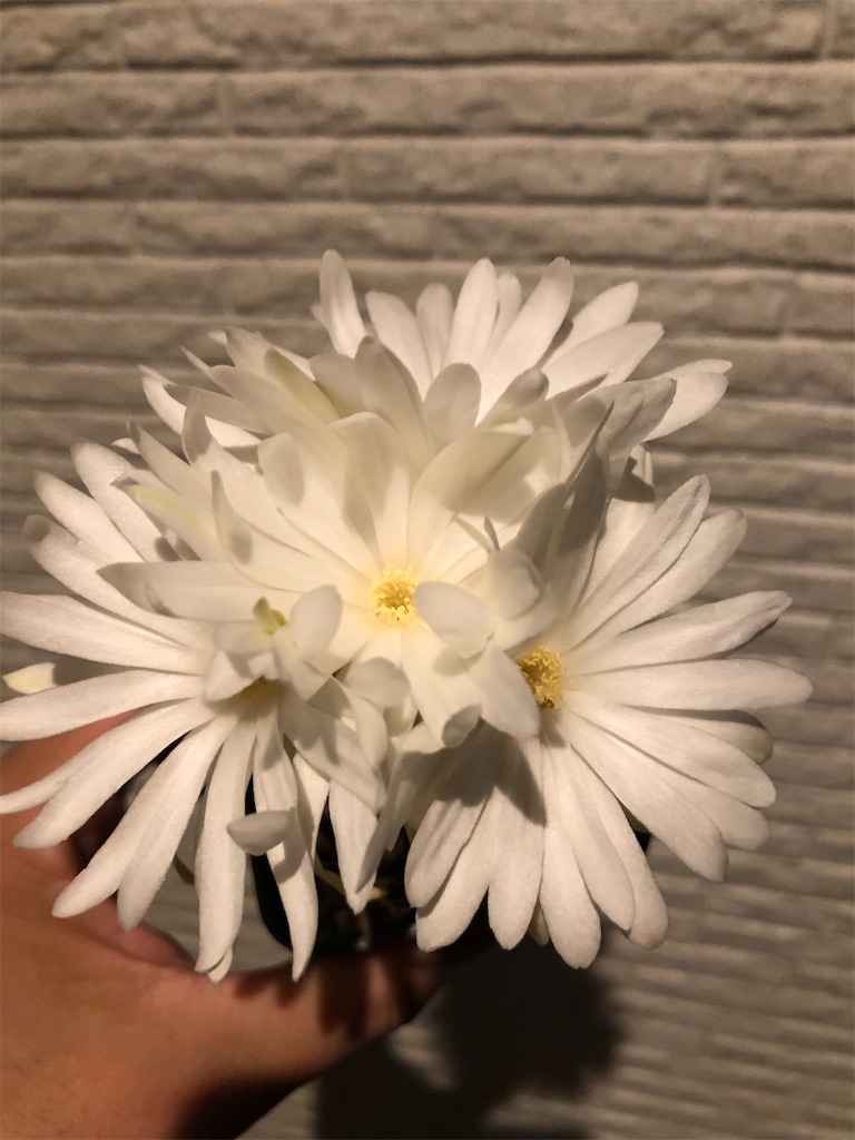 f:id:ANTONIOIGAKI:20230525130745j:image