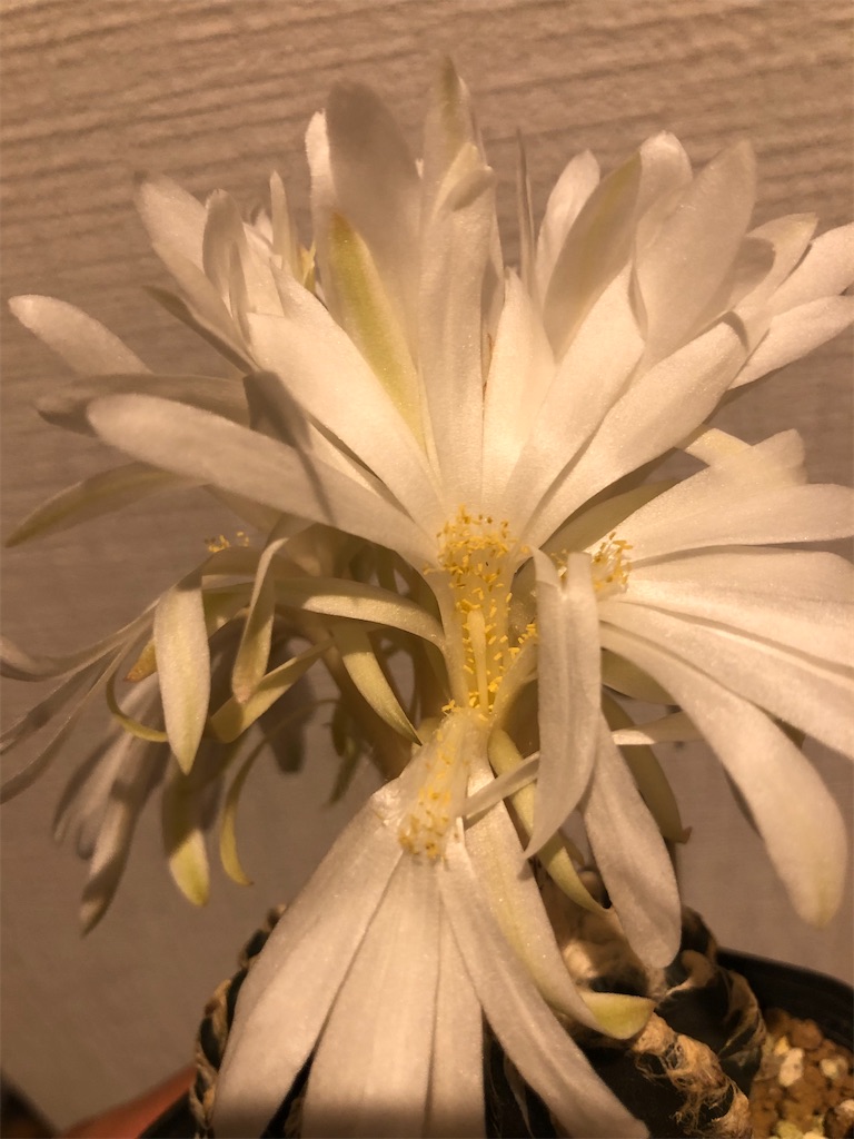 f:id:ANTONIOIGAKI:20230525130751j:image