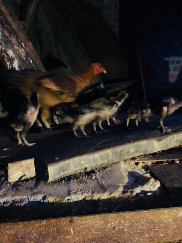 f:id:AOSUNS-BanhMi:20190503002803j:image