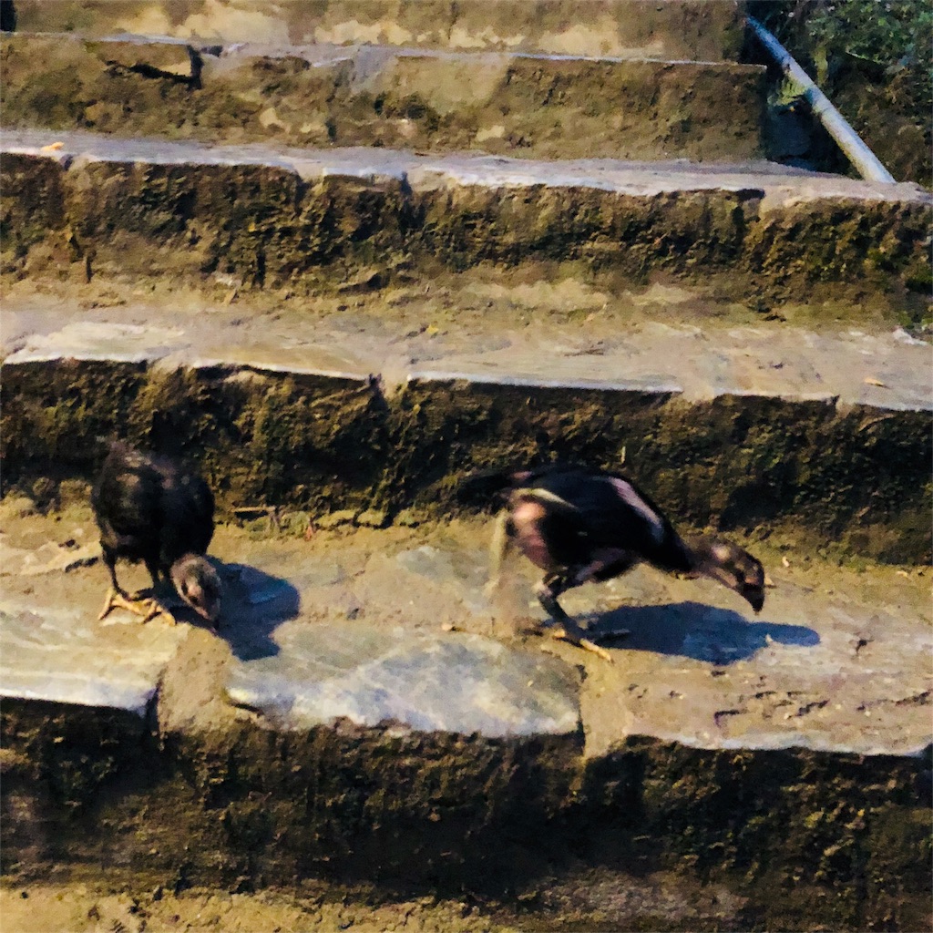 f:id:AOSUNS-BanhMi:20190503002850j:image