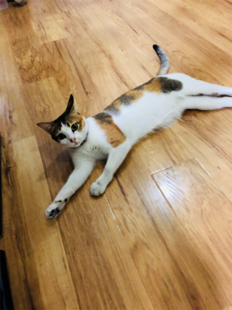 f:id:AOSUNS-BanhMi:20190624074838j:image f:id:AOSUNS-BanhMi:20190624074838j:image