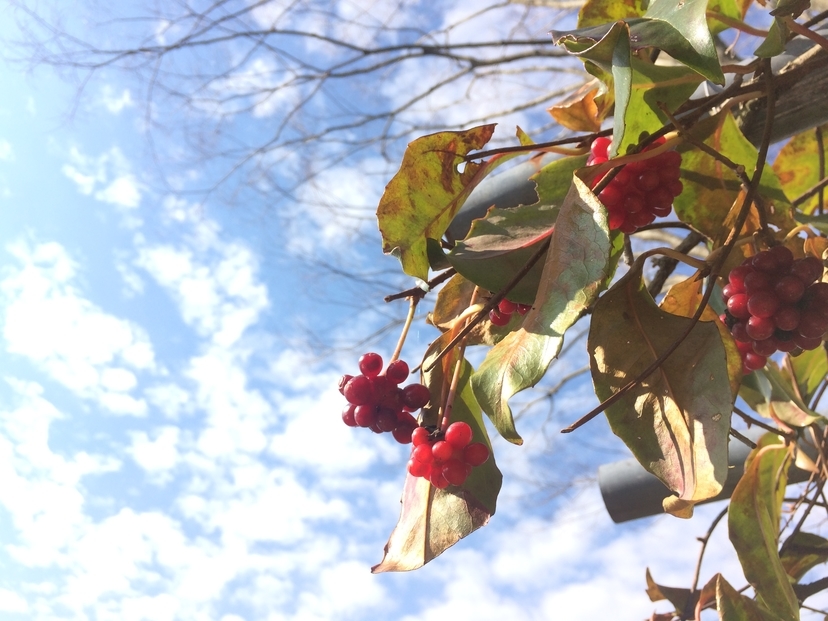 f:id:APwakuwakukosodate:20190108153150j:plain f:id:APwakuwakukosodate:20190108153150j:plain