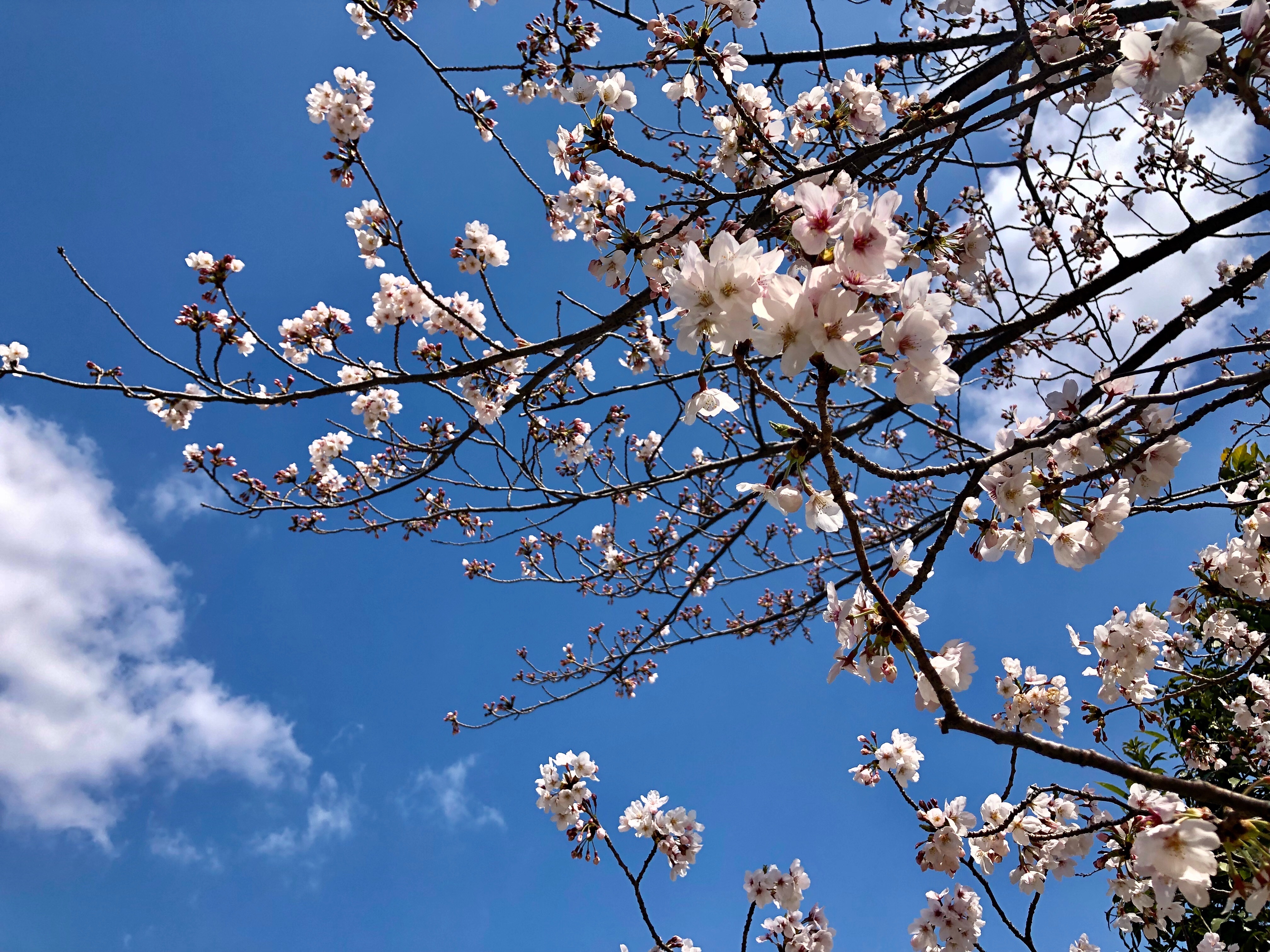 f:id:APwakuwakukosodate:20190403140153j:image