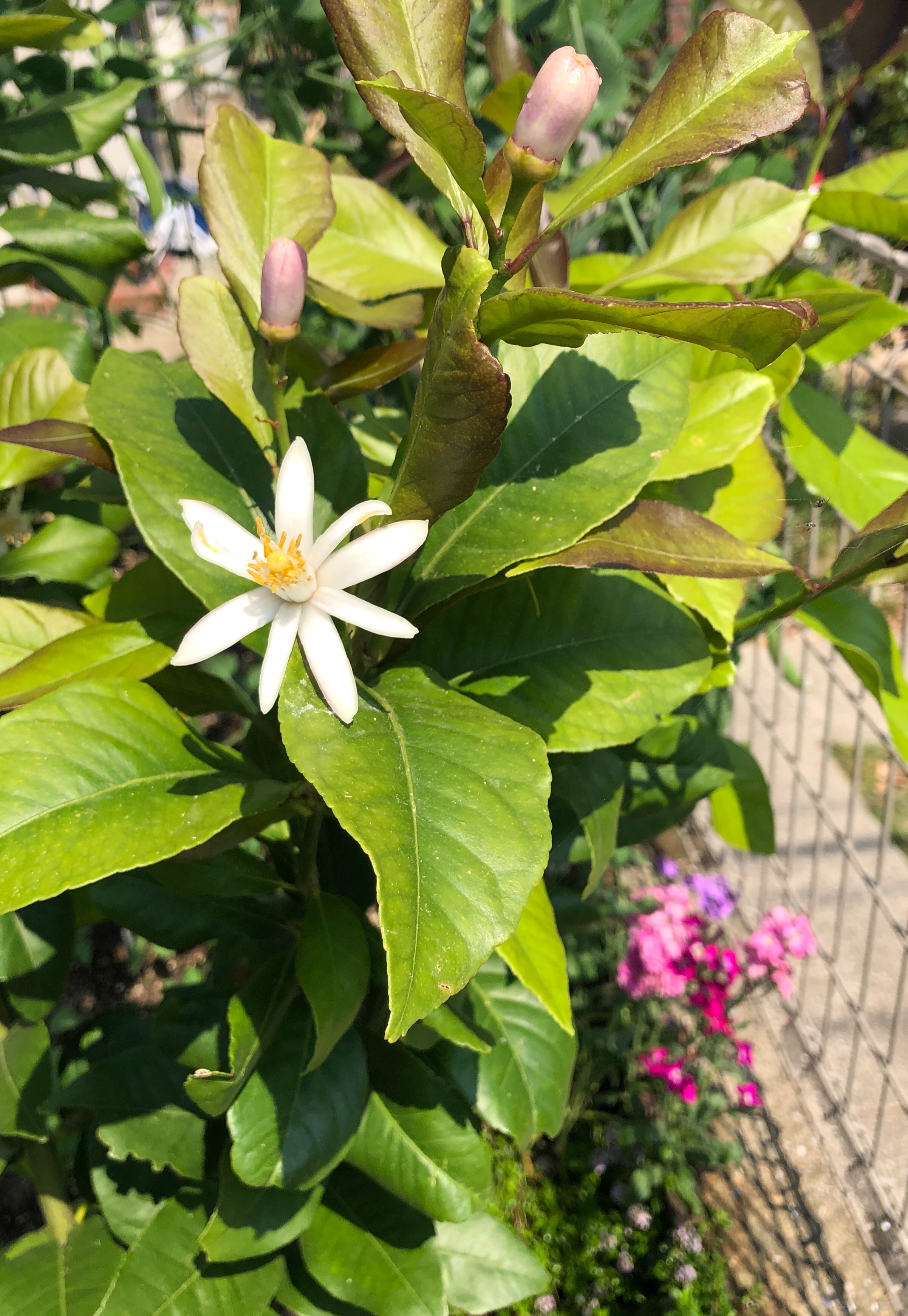 f:id:APwakuwakukosodate:20190514093844j:image f:id:APwakuwakukosodate:20190514093844j:image