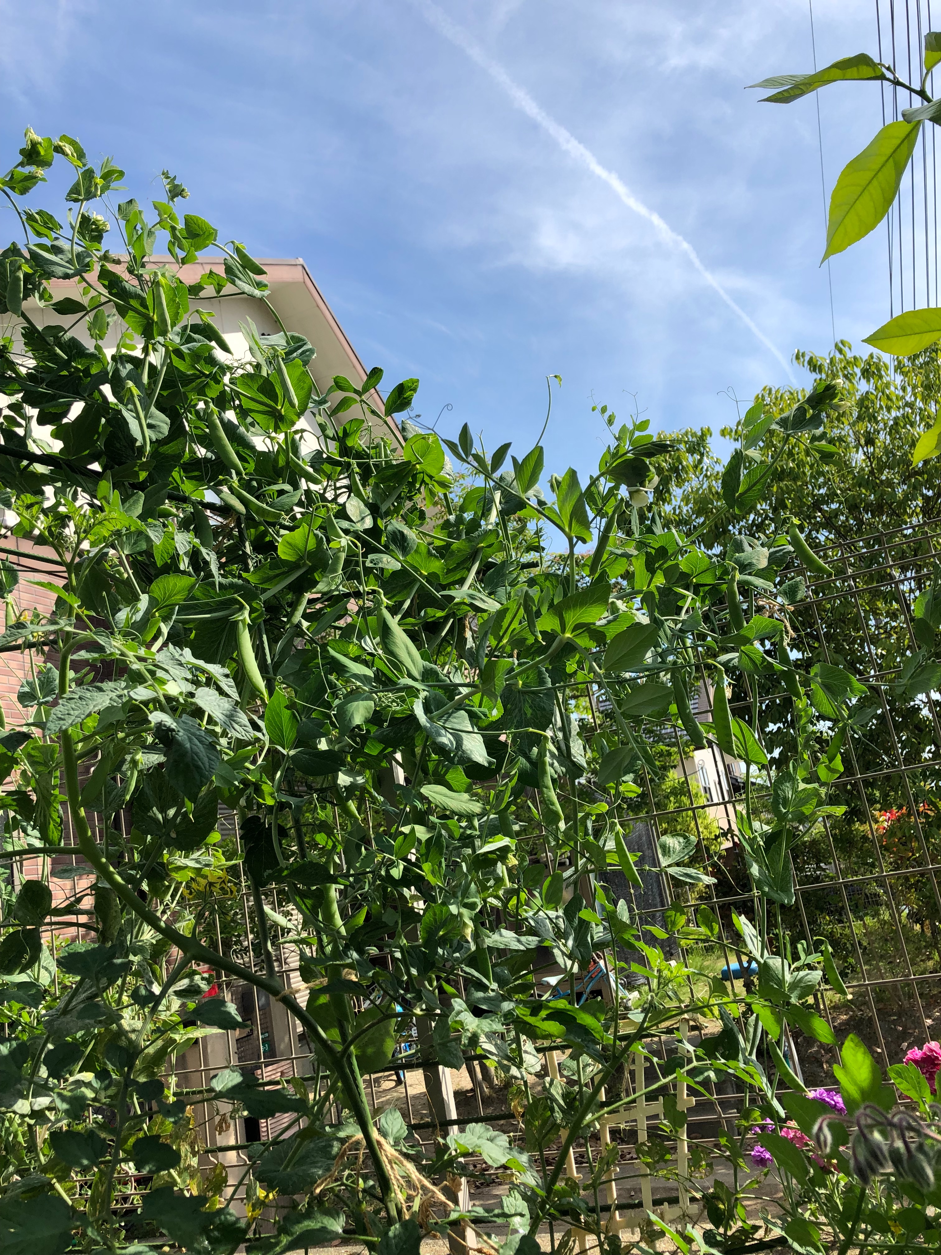 f:id:APwakuwakukosodate:20190518162511j:image f:id:APwakuwakukosodate:20190518162511j:image