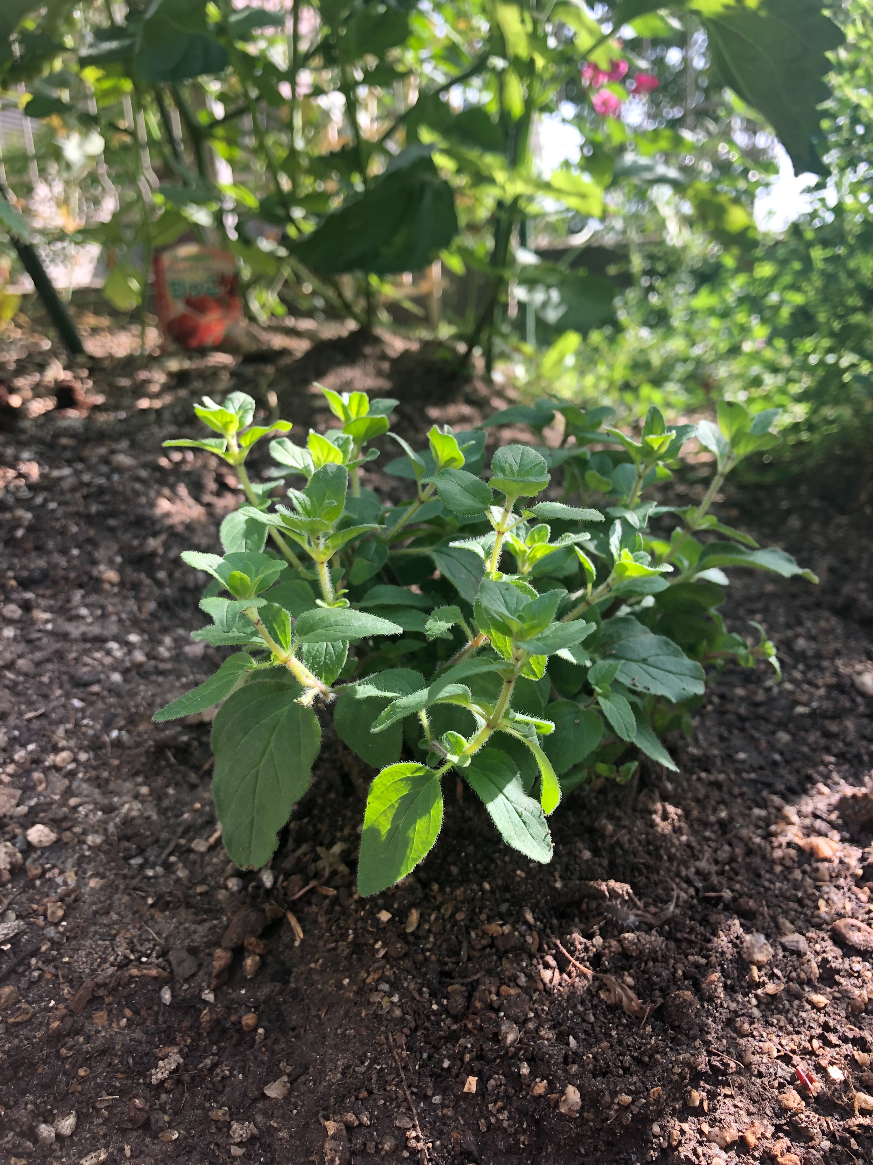 f:id:APwakuwakukosodate:20190601194159j:image f:id:APwakuwakukosodate:20190601194159j:image
